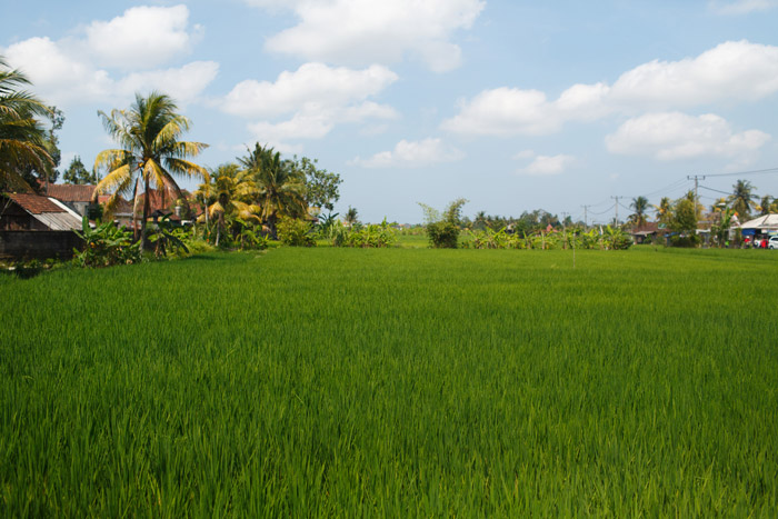 rice fields in bali indonesia