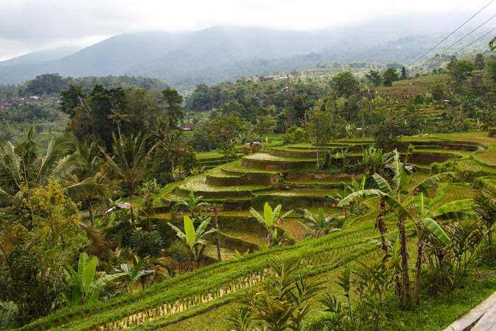 rice fields in bali indonesia