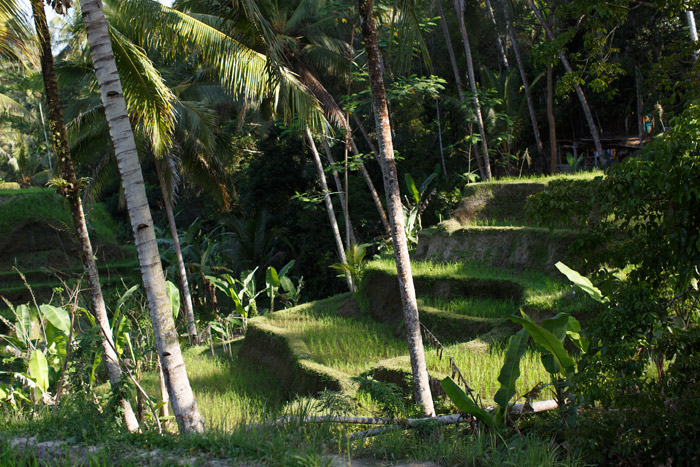 Tegalalang Rice Field bali indonesia